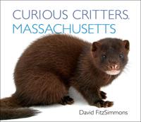 Curious Critters Massachusetts