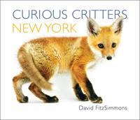 Curious Critters New York