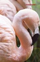 Journal Junction - Neff's Flamingo