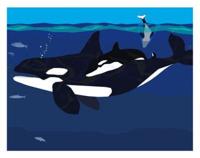 Puget Sound Orca Mother and Baby Art Print 11X14