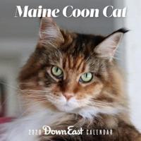 2020 Maine Coon Cat Wall Calendar
