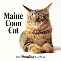 2022 Maine Coon Cat Wall Calendar