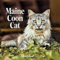 2024 Maine Coon Cat Wall Calendar