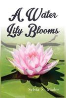 A Water Lily Blooms