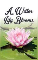 A Water Lily Blooms