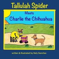 Tallulah Spider Meets Charlie the Chihuahua