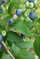 Blueberry Bush Journal