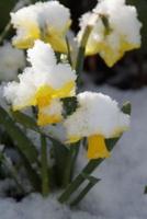 Daffodils in the Snow of Early Spring Journal