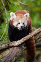 A Red Panda Walking on a Branch Journal