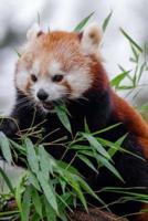 A Red Panda Eating Bamboo Journal