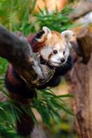 A Red Panda Hanging on a Branch Journal