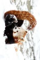 A Red Panda in the Snow Journal