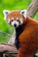 A Red Panda Looking Back Journal