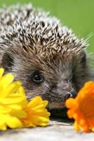 A Sweet Hedgehog With Some Flowers Cute Pet Portrait Journal