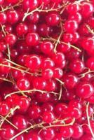 Red Currants Notebook