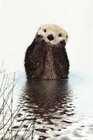 Otter Notebook