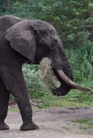 Notebook African Elephant Eating Breakfast