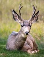 Wild Deer Notebook