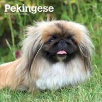 Pekingese - Pekinesen 2019 - 18-Monatskalender mit freier DogDays-App