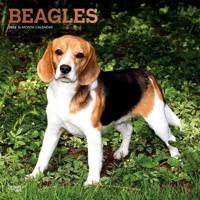 Beagles 2022 Square