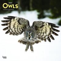Owls 2023 Square