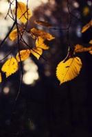 Golden Fall Leaves
