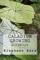 Caladium Growing