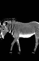 Zebras Notebook