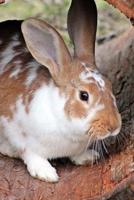 Too Cute Brown and White Domestic Rabbit Journal