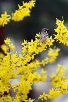 Yellow Forsythia and a Sparrow in Early Spring Journal
