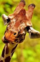Cheeky Peeking Giraffe