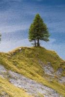 A Fir Tree on a Hill Overlooking the Lake Journal