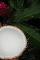 Coconuts Notebook