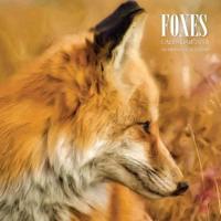 Foxes Calendar 2018