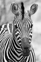 Curious Zebra Notebook