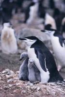 Chinstrap Penguin Notebook