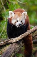 Adorable Red Panda Bear Journal