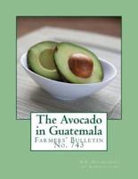 The Avocado in Guatemala