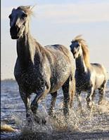 Horses in the Sea