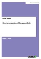 Micropropagation of Rosa Centifolia