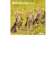 2012 Baby Animals Grid Calendar