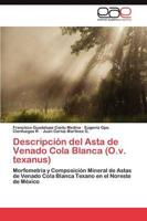 Descripción del Asta de Venado Cola Blanca (O.v. texanus)