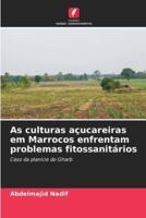 As Culturas Açucareiras Em Marrocos Enfrentam Problemas Fitossanitários