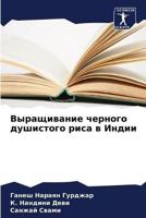 Vyraschiwanie chernogo dushistogo risa w Indii