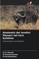Anatomia Dei Tendini Flessori Nel Toro Bufalino