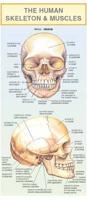 Human Skeleton & Muscles
