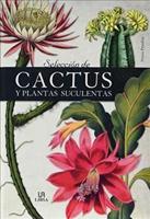 Seleccion De Cactus Y Plantas Suculentas