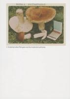 The Mushroom Collector
