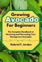 Growing Avocado For Beginners