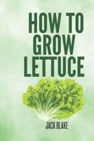 How To Grow Lettuce